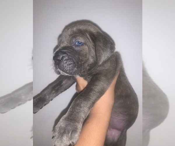 Medium Photo #12 Cane Corso Puppy For Sale in MIAMI, FL, USA