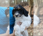 Small Photo #1 Bernedoodle Puppy For Sale in BROADWAY, NC, USA