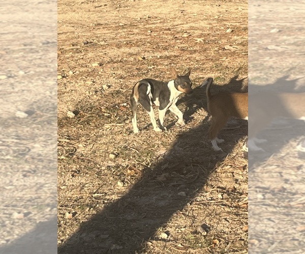 Medium Photo #6 Rat Terrier Puppy For Sale in DORA, MO, USA