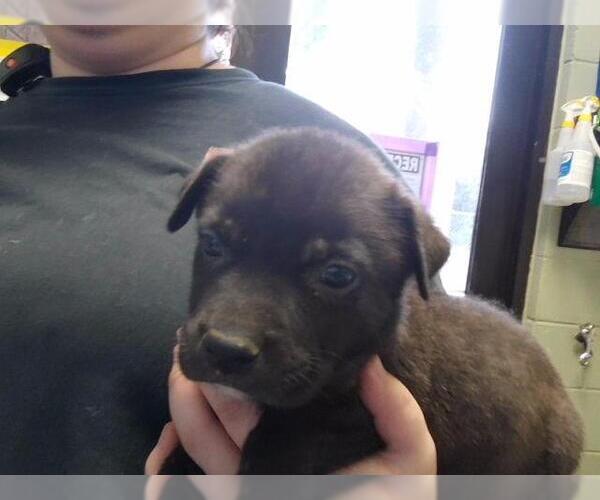 Medium Photo #1 Mutt Puppy For Sale in Tulsa, OK, USA