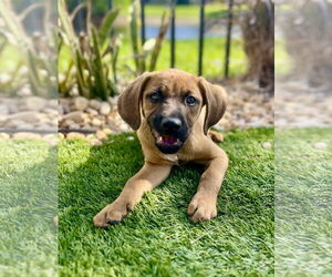 Golden Labrador Dogs for adoption in Royal Palm Beach, FL, USA