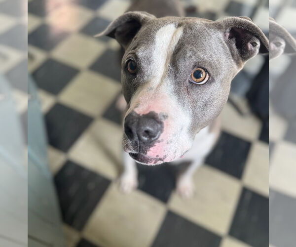 Medium Photo #4 American Pit Bull Terrier-American Staffordshire Terrier Mix Puppy For Sale in Chester, VA, USA