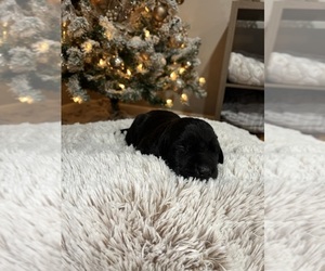 Medium Labrador Retriever