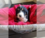 Small Photo #1 Bernedoodle Puppy For Sale in HAZLETON, IA, USA