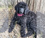 Small Photo #8 Poodle (Standard) Puppy For Sale in WEBSTER, MN, USA
