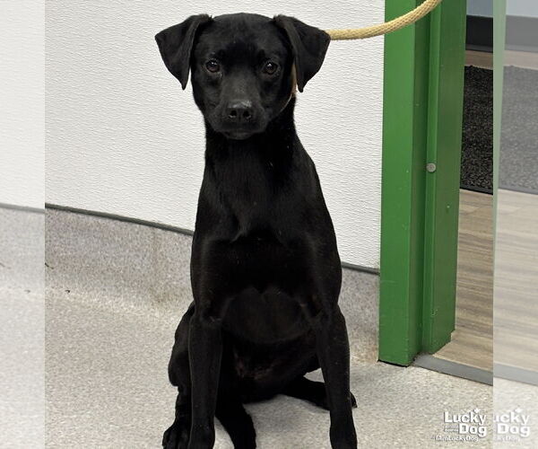 Medium Photo #1 Labrador Retriever-Unknown Mix Puppy For Sale in Washington, DC, USA
