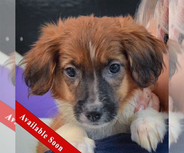 Medium Photo #1 Australian Shepherd-Unknown Mix Puppy For Sale in Huntley, IL, USA