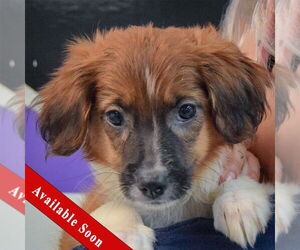 Australian Shepherd-Unknown Mix Dogs for adoption in Huntley, IL, USA