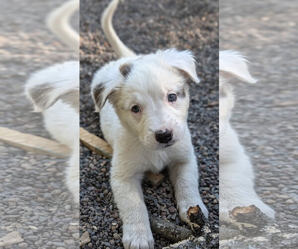Medium Photo #2 Great Pyrenees-Unknown Mix Puppy For Sale in Brooklyn Center, MN, USA