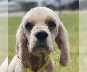 Cocker Spaniel Dogs for adoption in Pacolet, SC, USA