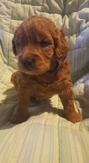 Goldendoodle (Miniature) Puppy for sale in UTICA, NY, USA