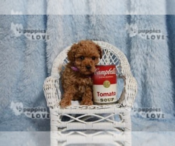 Medium Photo #8 Poodle (Toy) Puppy For Sale in SANGER, TX, USA