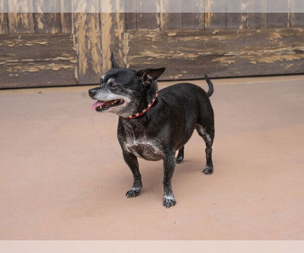 Medium Photo #8 Chihuahua-Unknown Mix Puppy For Sale in Lake Forest, CA, USA