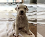 Small Photo #6 Dogo Argentino Puppy For Sale in AUSTIN, TX, USA