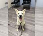 Small #7 Siberian Husky Mix