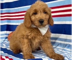 Goldendoodle Puppy for sale in LANCASTER, PA, USA