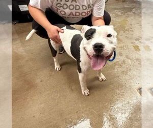Medium American Pit Bull Terrier Mix