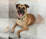 Small #5 Black Mouth Cur Mix