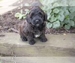 Small Photo #2 Whoodle Puppy For Sale in MILLERSBURG, OH, USA