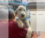 Small Photo #2 Goldendoodle Puppy For Sale in VICTORVILLE, CA, USA