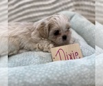 Small Photo #7 Poodle (Miniature)-Zuchon Mix Puppy For Sale in HTFD, CT, USA