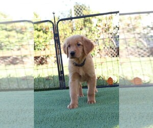 Golden Retriever Puppy for sale in VALLEJO, CA, USA