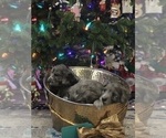 Small Photo #19 Aussiedoodle-Poodle (Standard) Mix Puppy For Sale in COMMERCE, MI, USA
