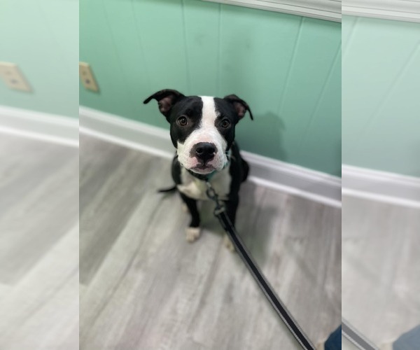 Medium Photo #5 American Staffordshire Terrier-Unknown Mix Puppy For Sale in Shermans Dale, PA, USA