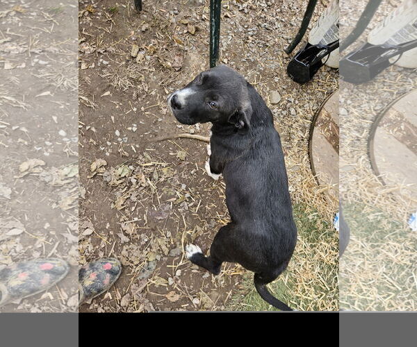 Medium Photo #3 Pyrenees Border Collie Puppy For Sale in Tracy City, TN, USA