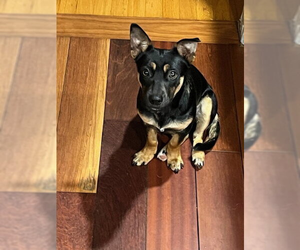Medium Photo #1 Dorgi Puppy For Sale in Arlington, WA, USA