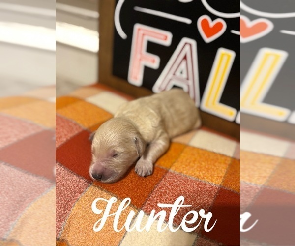 Medium Photo #2 Goldendoodle Puppy For Sale in RED OAK, TX, USA