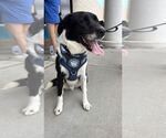 Small Photo #11 Great Pyrenees-Unknown Mix Puppy For Sale in Silver Spring, MD, USA