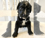 Small Photo #27 Bernedoodle Puppy For Sale in WALNUT GROVE, MO, USA