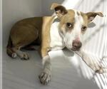 Small #1 American Staffordshire Terrier Mix