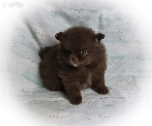 Pomeranian Puppy for sale in WINDSOR, CO, USA