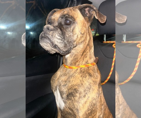 Medium Photo #3 Boxer Puppy For Sale in Dumont, NJ, USA