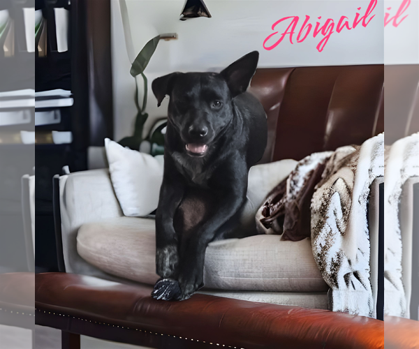 Medium Photo #1 American Pit Bull Terrier-American Staffordshire Terrier Mix Puppy For Sale in Orange Grove, TX, USA