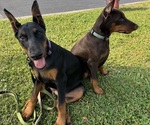 Small Doberman Pinscher