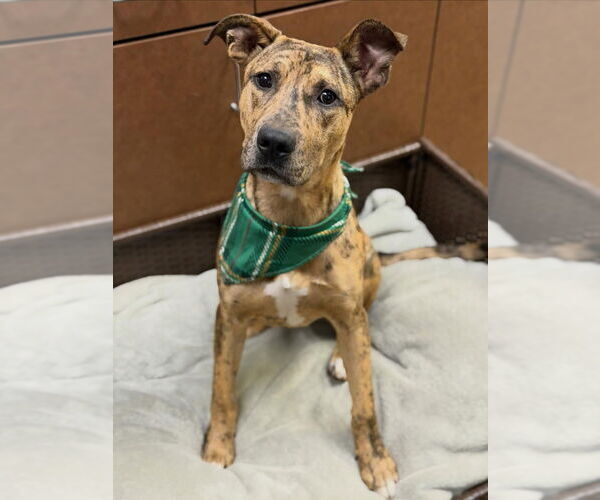 Medium Photo #2 Black Mouth Cur-Unknown Mix Puppy For Sale in Canton, CT, USA