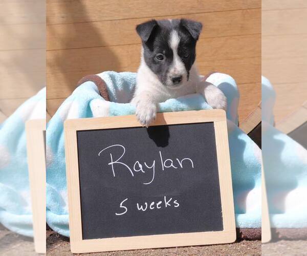 Medium Photo #4 Mutt Puppy For Sale in Paso Robles, CA, USA