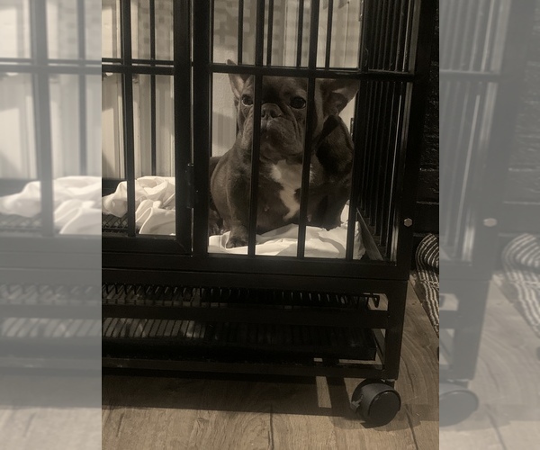 Medium Photo #1 French Bulldog Puppy For Sale in STKN, CA, USA