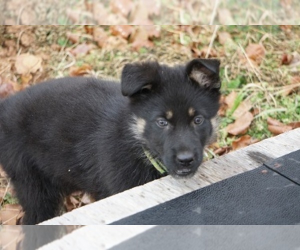 Medium Photo #19 German Shepherd Dog Puppy For Sale in NOBLE, OK, USA