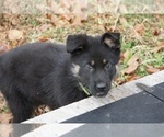 Small Photo #19 German Shepherd Dog Puppy For Sale in NOBLE, OK, USA