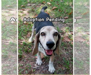 Beagle Dogs for adoption in Dunnellon, FL, USA