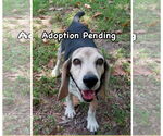 Small Photo #1  Puppy For Sale in , 