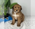 Small #4 Aussiedoodle Miniature 