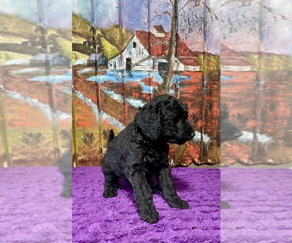 Medium Photo #3 Labradoodle Puppy For Sale in CRAIG, NE, USA