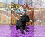 Small #2 Labradoodle