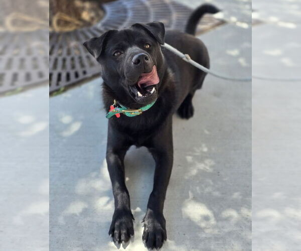Medium Photo #23 Chow Chow-Labrador Retriever Mix Puppy For Sale in Lakewood, CO, USA