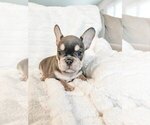 Small #12 French Bulldog